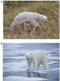 Representative Body Condition Of Polar Bears Skinny A And Average Download Scientific Diagram