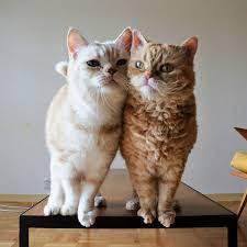 いつも逆転サヨナラ負けのマフくん マンチカン セルカークレックス ねこ 猫 cat cats neko cutecat instacat catstagram fluffy ペコねこ部 みんねこ cutepetclub マンチカン 猫 セルカークレックス