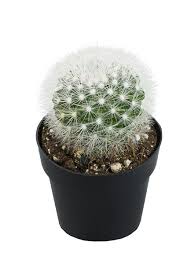 Image result for Stellaria mannii