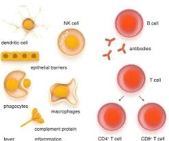 Maybe you would like to learn more about one of these? Immune Response In Covid 19 A Review Sciencedirect