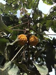 Image result for Myrianthus arboreus