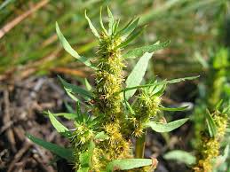 Image result for Rumex lanceolatus