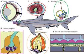 That offers a unique perspective on the details of what is happening at the base of the. Chondrichthyan Evolution Diversity And Senses Springerlink