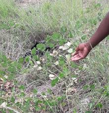 Image result for Rhynchosia sublobata