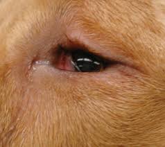 Maybe you would like to learn more about one of these? A Golden Retriever With Bilateral Blepharospasm And Ocular Discharge Lab Animal