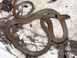 Red Whip Snake Platyceps Collaris Snake Whip Red