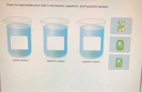When a plant cell is placed in a hypertonic solution, what occurs? Place The Appropriate Plant Cells In The Isotonic Chegg Com