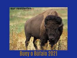Años del bufalo horoscopo de números de la suerte, colores y flores para nacidos en el año del bufalo. Horoscopo Chino 2021