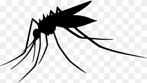 Gambar nyamuk kumpulan gambar oke free untuk anda. Nyamuk Aedes Png Pngwing