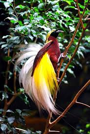 Bird Of Paradise Gambar Burung Burung Burung Liar