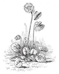 We did not find results for: A Picture Shows Soldanella Alpina Plant It Belongs To Pyrenees Family Member Of Primulaceae Leaves