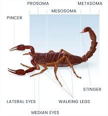 Scorpions: Facts, Information, and Treatment