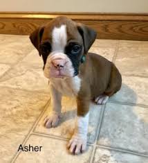 Boxer puppies for sale your search returned the following puppies for sale. Boxer Puppies For Sale In Md Happy Valentines Day Happyvalentinesday2016i