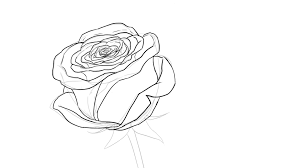 Ce sera la base de votre rose et vous construire le reste de la fleur autour de cette puis continuer avec faire les autres parties de la rose comme indiqué dans la deuxième esquisse. Comment Dessiner Une Rose Dessindigo