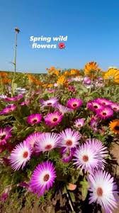 Image result for Priva curtisiae