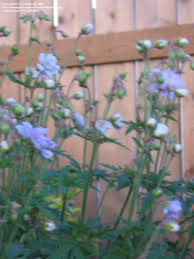 Image result for Geranium `Summer Skies`