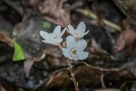 Image result for Didymoplexis