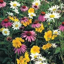 Gurney S Shade Loving Wildflower Seed Mixture 0 5 Oz Seed Packet 73600 The Home Depot In 2020 Wildflower Seeds Wild Flower Meadow Wild Flowers