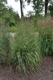 Image result for Andropogon lima