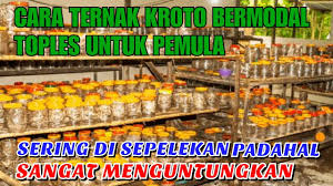 Cara ternak kroto dengan toples selain panennya mudah dilakukan, wadahnya mudah didapatkan, relatif murah, dapat mengamati perkembangan pertumbuhan kroto secara langsung serta teknik menjualnya juga sangat cepat. Cara Ternak Kroto Bermodal Toples Untuk Pemula Sering Disepelekan Padahal Sangat Menguntungkan Youtube
