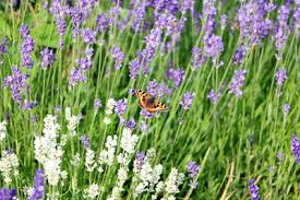 Wann und wie schneidet ihr den lavendel? Lavendel Verjungen Alten Stark Verholzten Lavendel Schneiden Gartendialog De