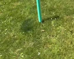 Image of Pool noodle dog weave pole