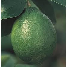 Image result for Citrus × aurantiifolia