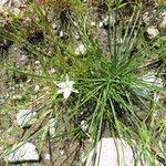 Image result for Chlorophytum calyptrocarpum