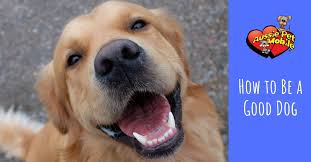 5 star cat and dog groomer reviews see what previous customers have to say about their experience with aussie pet mobile. How To Be A Good Dog Aussie Pet Mobile Inland Oc