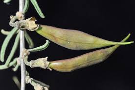 Image result for Rhigozum brevispinosum