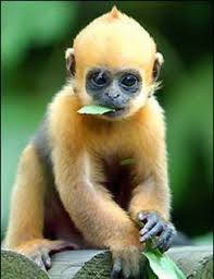 Hingga saat ini dikenal 264 jenis monyet yang hidup di dunia. Golden Langur Spesies Monyet Paling Handsome Di Dunia Iluminasi