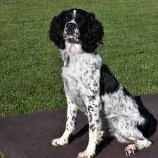 Find english springer spaniel puppies and breeders in your area and helpful english springer spaniel information. Puppies