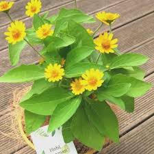 Jual bibit bunga matahari, varietas mini pendek sampai tinggi, dari berbagai negara. Jual Tanaman Hias Bunga Matahari Mini Tanaman Murah Kab Bogor Plant Store Tokopedia