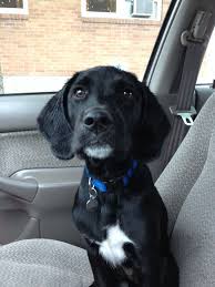 Black And White German Shorthaired Pointer Lab Mix Pollard My Black Lab Gsp Mix Pup Pup Doggy Black Lab