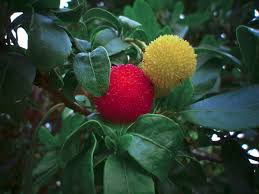 This list will help you improve and expand your english vocabulary. Fruits Of Flowering Plants Advanced Ck 12 Foundation
