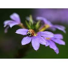 Image result for foto Vějířovka