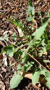 Image result for Sonchus oleraceus