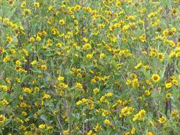 Image result for Bidens baumii