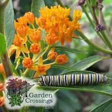 Asclepias Tuberosa Buy Milkweed Perennials Online Asclepias Tuberosa Asclepias Milkweed Plant