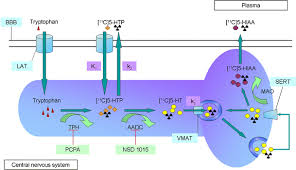 As with all medications, endeavor to report a y new developments that are observed after starting a new medications to me or your treating. Measuring Serotonin Synthesis From Conventional Methods To Pet Tracers And Their Pre Clinical Implications Springerlink