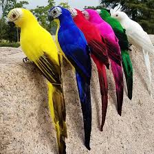 Image result for parrot