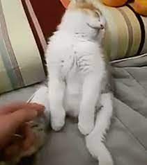 Cat Feeling So Sleepy Gif Funny Cute Cats Cute Cats And Kittens Lazy Cat