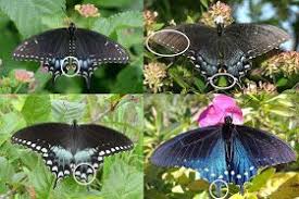 Black And White Striped Butterfly Identification Louisiana Naturalist Four Dark Swallowtails Butterfly Identification Swallowtail Dark