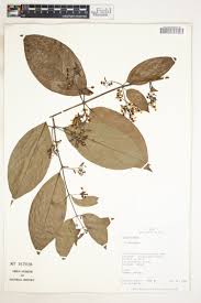 Image result for Janusia mediterranea