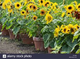 Formal Garden With Sunflowers Google Search