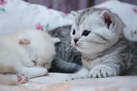 786 likes · 8 talking about this. Cute Kucing Comel Kucing Comel Gambar Unduh Gratis Imej 501190891 Format Jpg My Lovepik Com