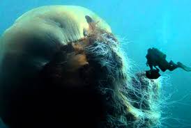 Lion S Mane Jellyfish Is The Biggest Jellyfish In The World Lion S Mane Jellyfish Lion Mane Jellyfish