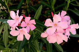 Maybe you would like to learn more about one of these? Pourquoi Le Laurier Rose Ne Fleurit Pas Jardipartage