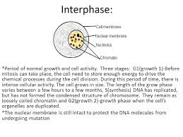Maybe you would like to learn more about one of these? Mitosis Notebook Activity 1 Draw Interphase Prophase Metaphase Anaphase And Telophase In An Animal Cell On Unlined Paper And Cut It Out And Glue It Ppt Download