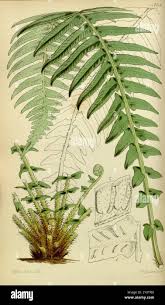 Image result for Blechnum punctulatum